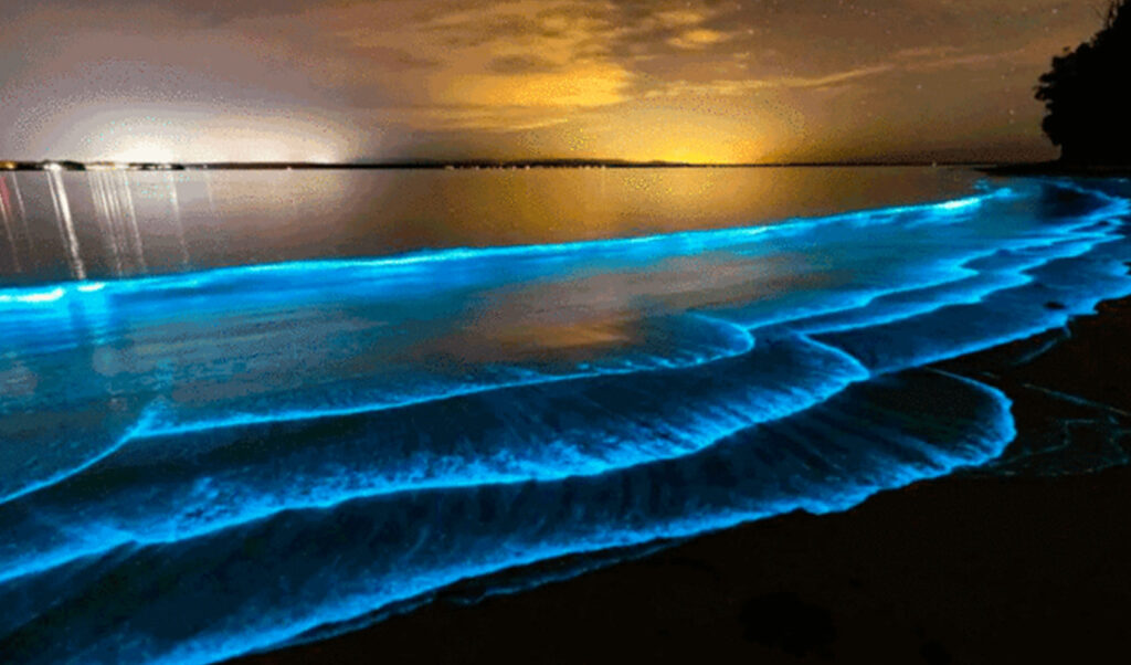 bioluminiscencia-1-700×525