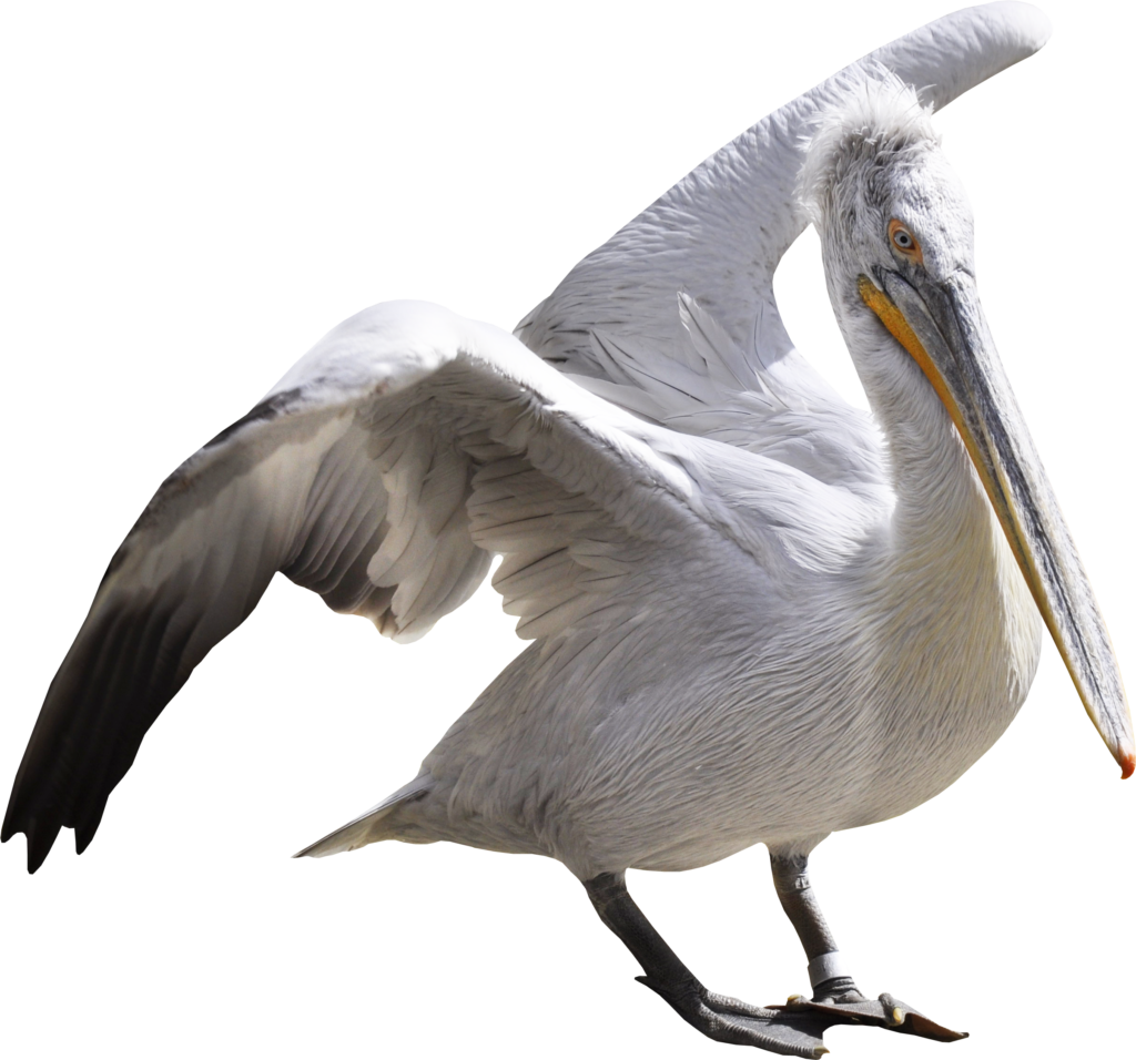 pelicano costa rica blue line